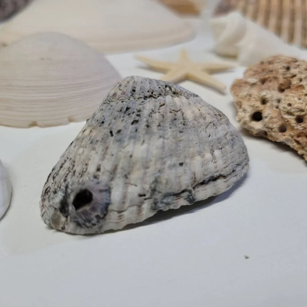 Nautical Seashell Lot Decor Starfish Mixed Sizes‎ Colors Half Clam 25 Pieces